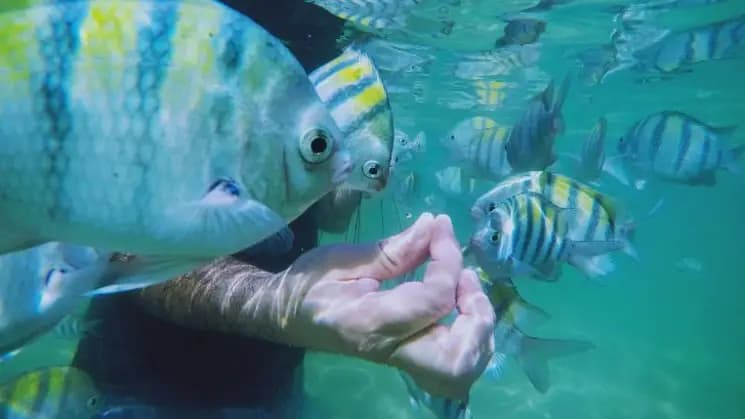 Porto de Galinhas, Pernambuco - Nordeste - Imagen 7