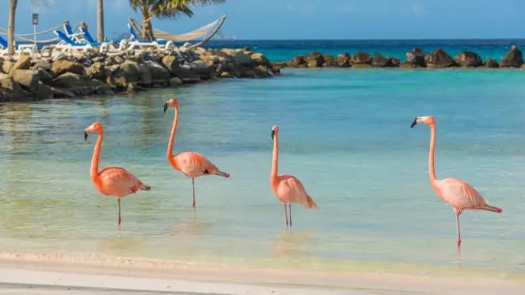 Aruba All Inclusive - Imagen 1