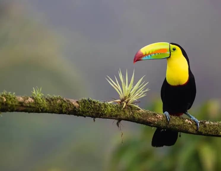 Costa Rica, Open Voucher - Imagen 5